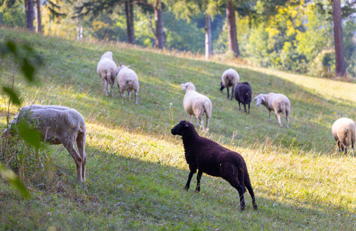 Schafe auf der Weide