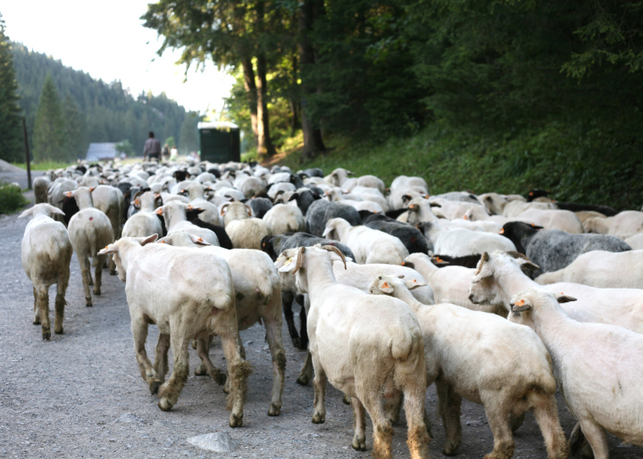 Schafsturm in den Bergen