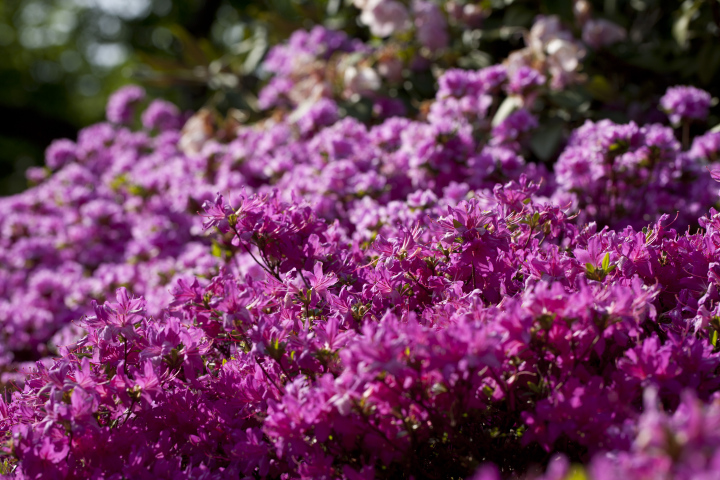 Rosa Rhododendron