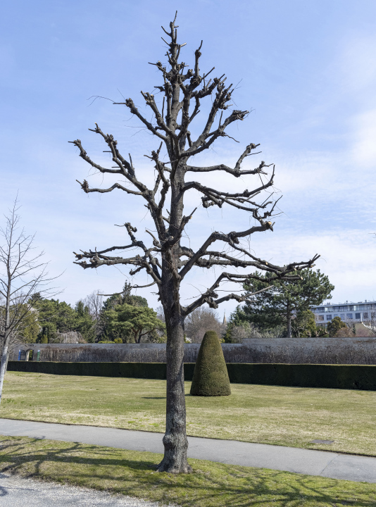 Ein Baum mit abgeschnittenen Ästen