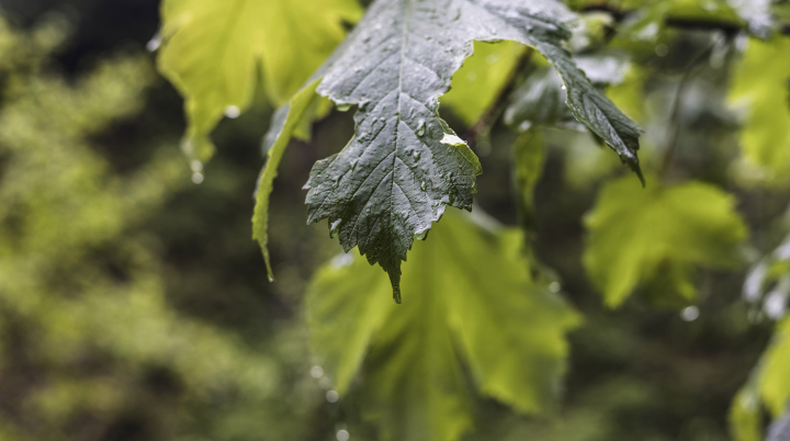 Blätter am Baum bei Regen