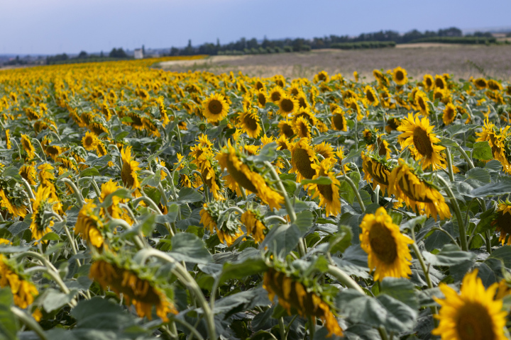 Sonnenblumenplantage