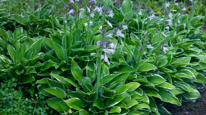 Hosta im Garten