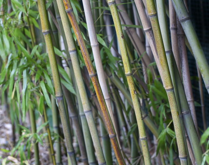 Bambussprossen im Garten