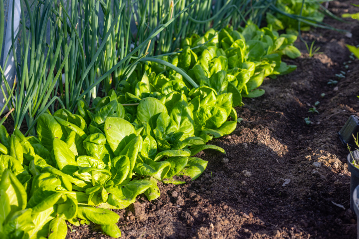 Gemüse im Garten anbauen