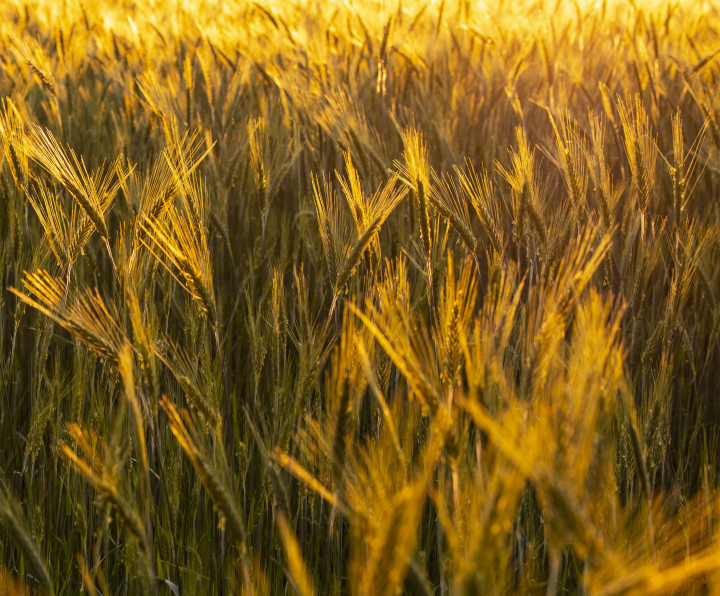 Getreideohren im Licht