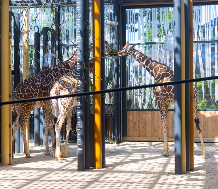 Giraffen im Wiener Zoo