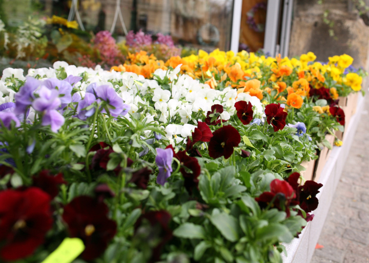 Blumen zum Verkauf