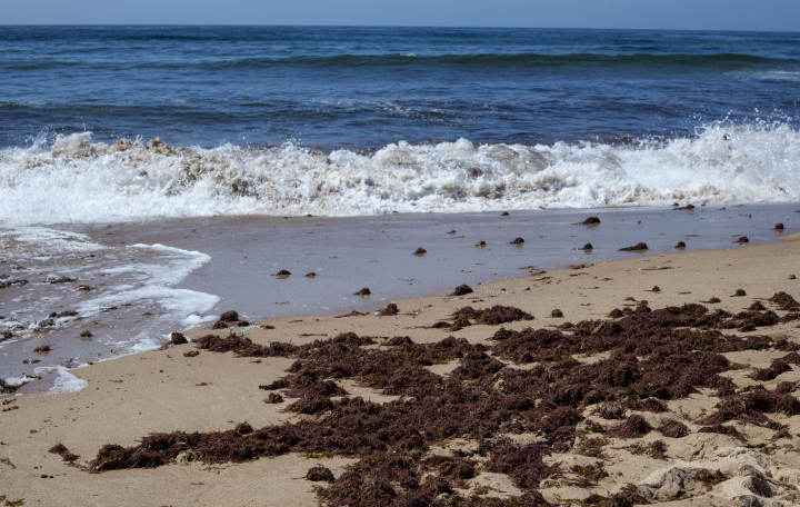 Seetang am Sandstrand