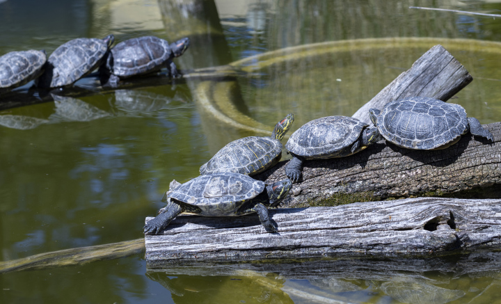 Schildkröten im Zoo