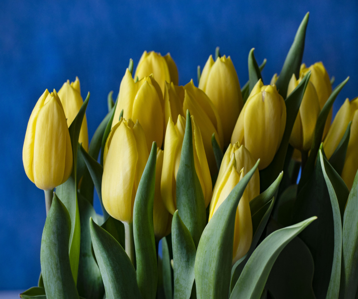 Gelber Tulpenstrauß