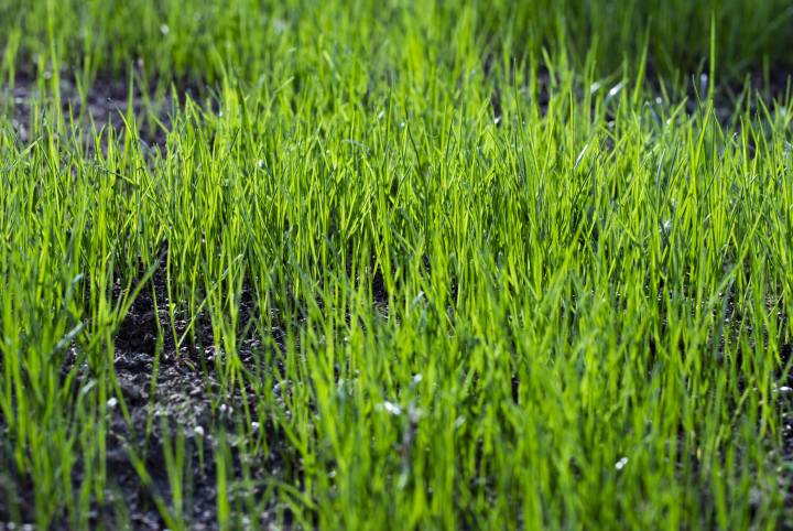 Junges Gras in der Frühlingssonne.