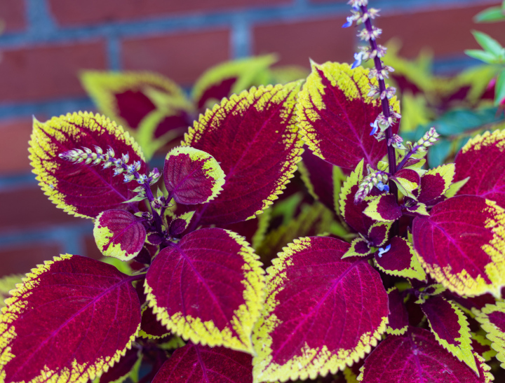 Koleus Blume rote Blätter