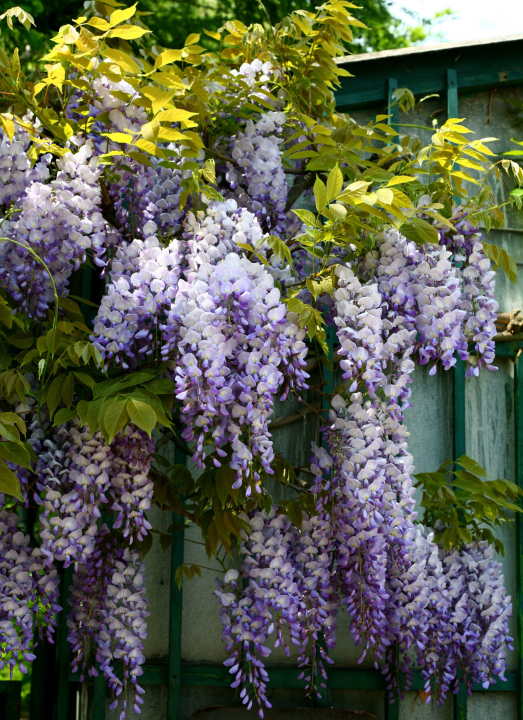 Glyzinien während der Blüte