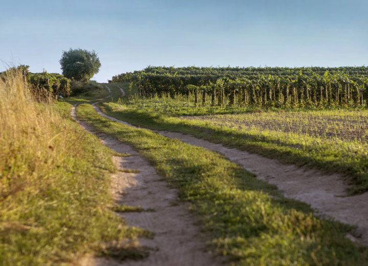 Landstraße zum Weinberg