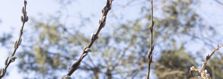 Grundlage, Frühling. Weidenzweige.