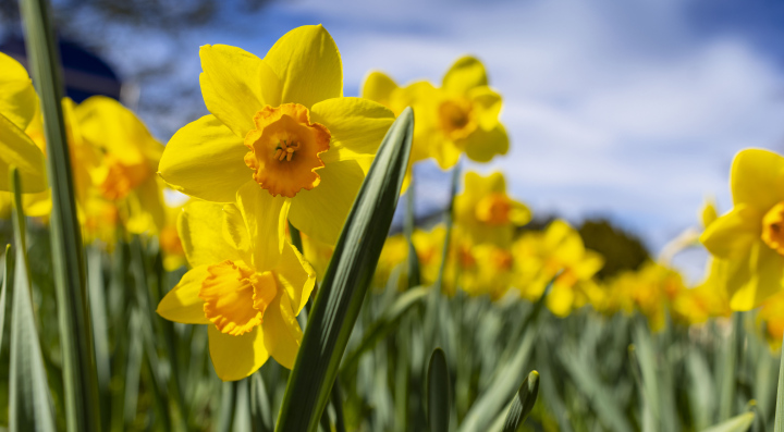 Narzissen, Blumen, Frühling