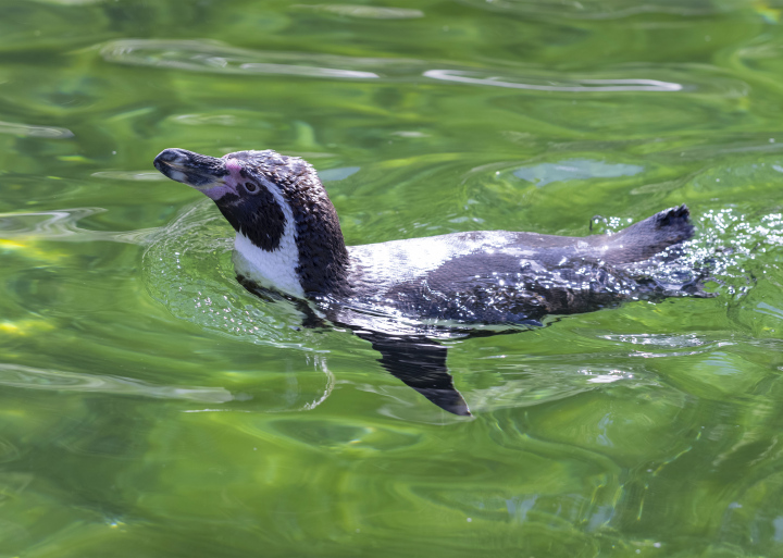 Pinguin im Wasser