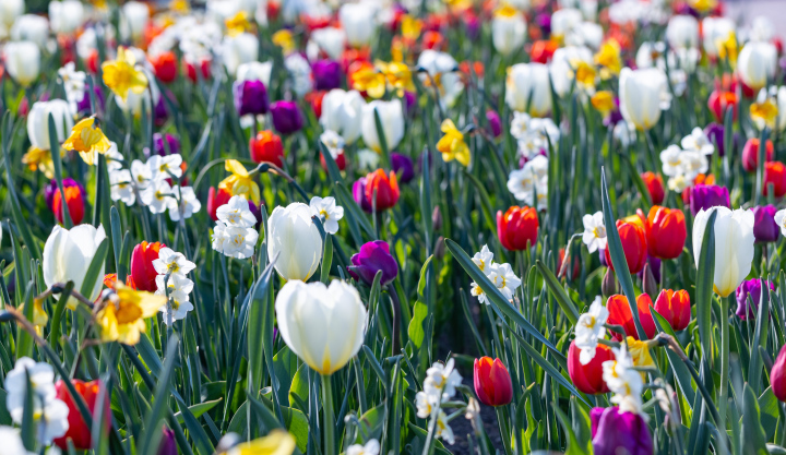 Frühlingsblumen im Garten, Tulpen und Narzissen