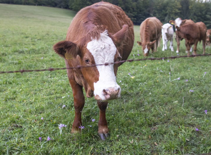 Braune Kühe auf der Wiese