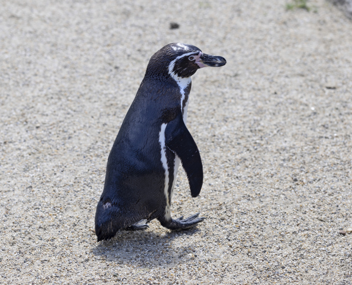 Kleiner Pinguin