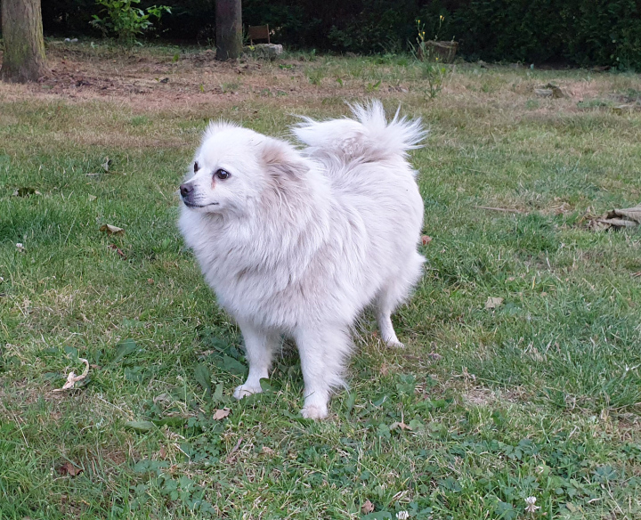 Weißer Hund auf dem Rasen