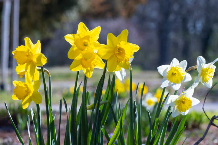 Narzissen im Garten