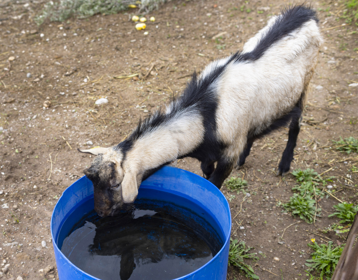 Ziege trinkt Wasser