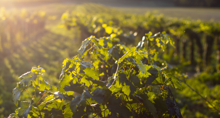 Weinstrauch in der Sonne