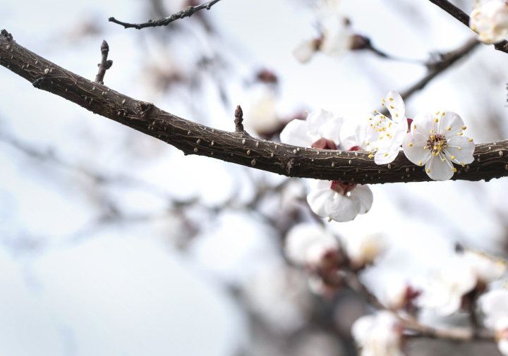 Blühender Frühling im Obstgarten