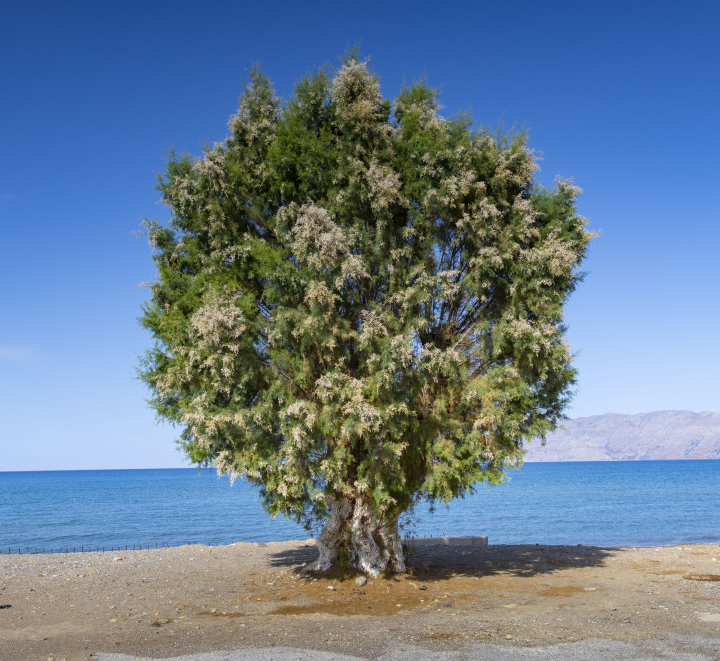 Alter Tamariskenbaum