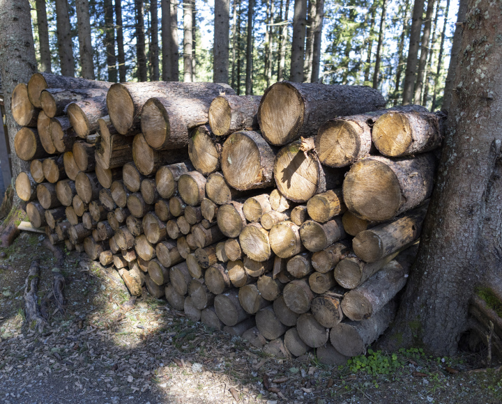 gefällte Baumstämme, Brennholz