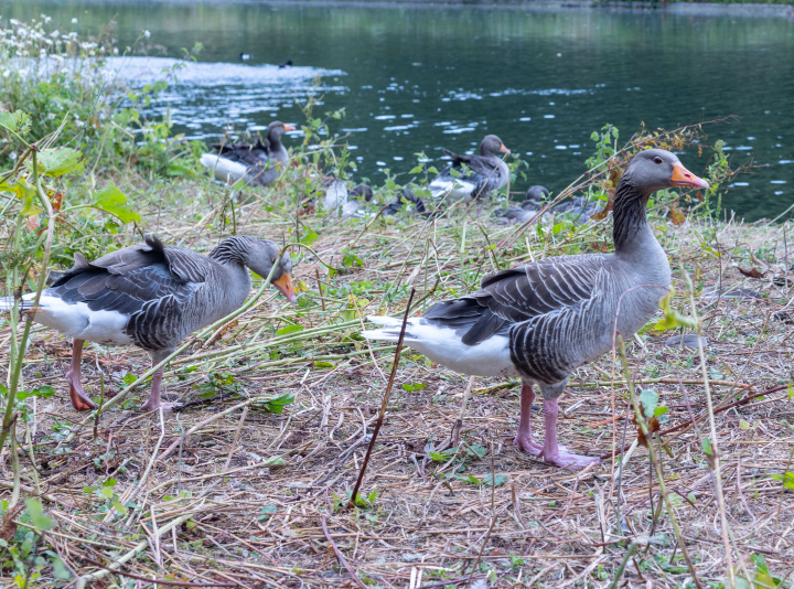 Enten am Wasser