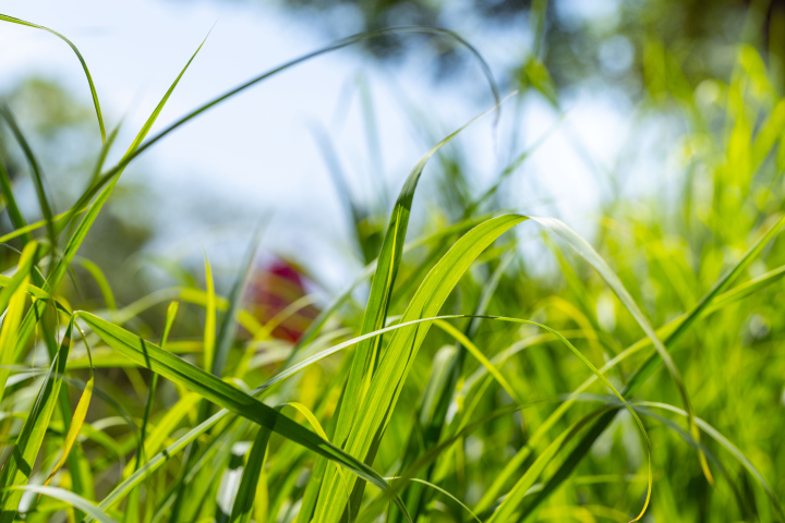 Hohes Gras im Garten