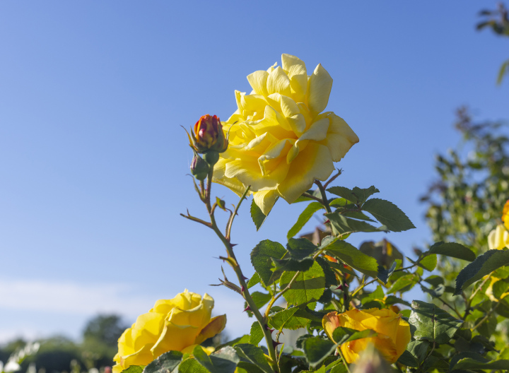 Gelbe Rose im Garten, Strauch
