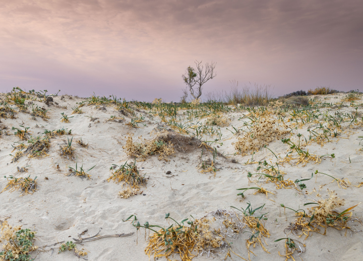 Sanddüne mit trockenheitsliebender Vegetation