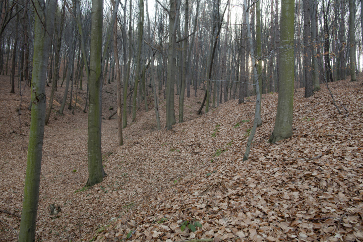 Dichter Wald mit Blättern bedeckt