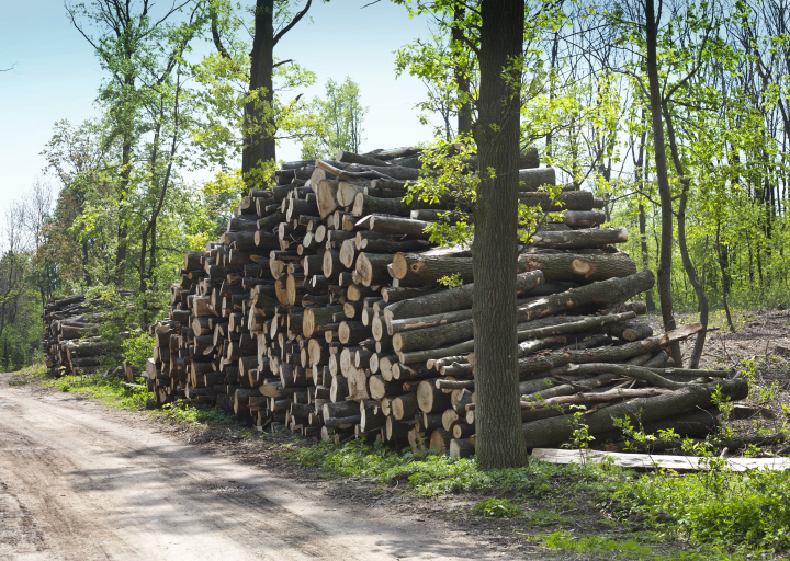 Holz nach dem Fällen