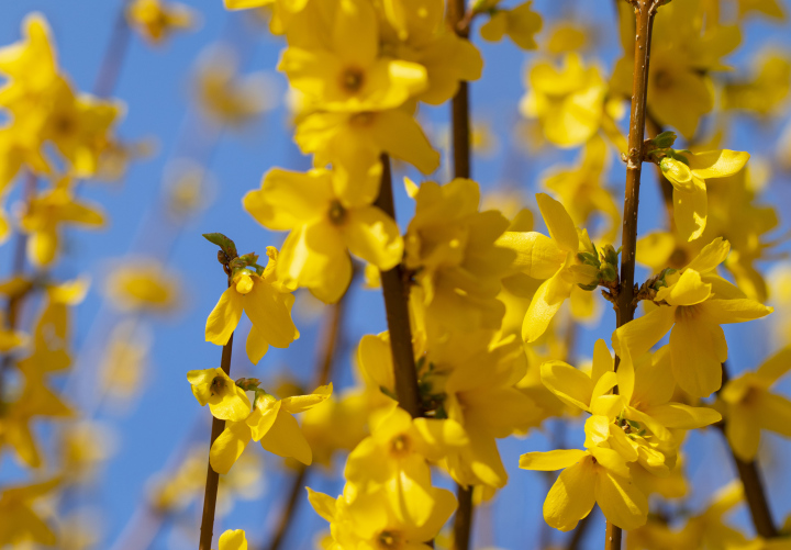 Blühende Forsythie, Frühling