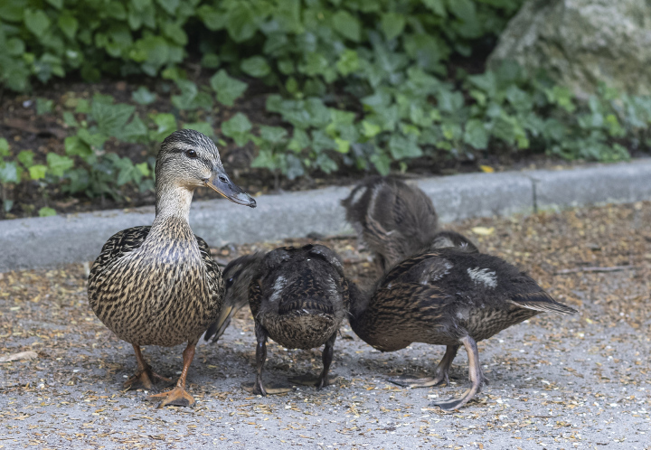 Eine kleine Gruppe von Enten