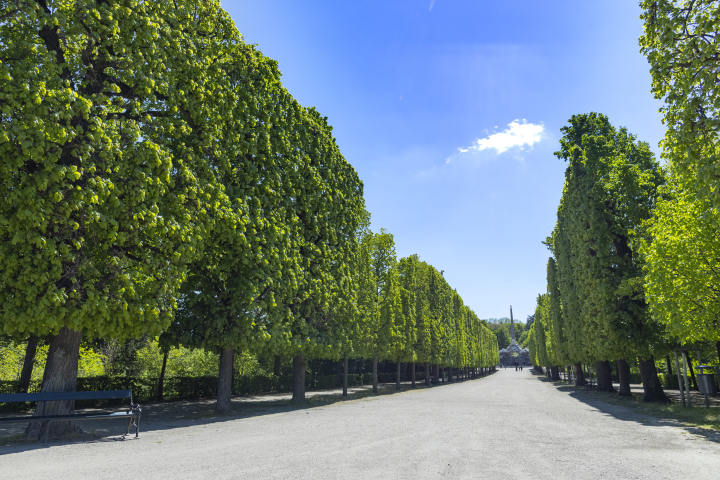 Eine abgeschnittene Baumreihe, Schloss Schönbrunn