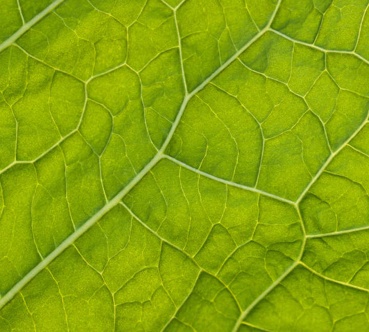 Blatt in Vergrößerung