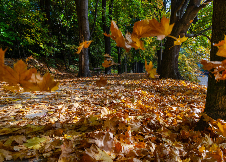 Gasse mit Bäumen bedeckt mit Blättern an einem Novembermorgen.