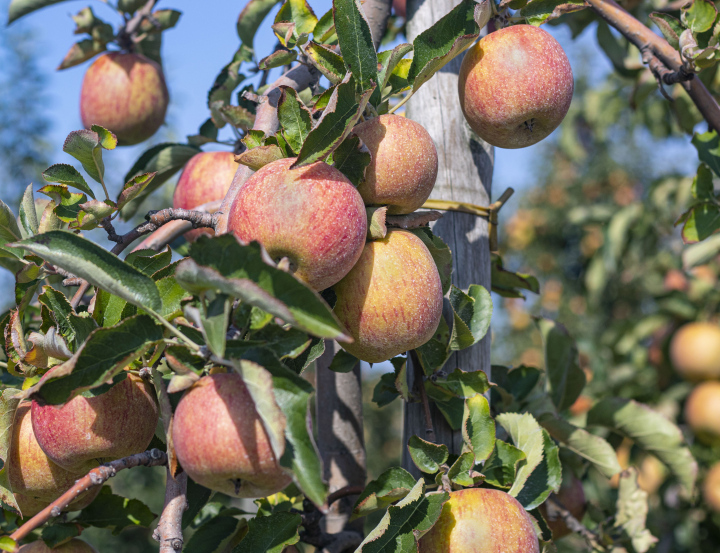 Apfelsorten im Baum