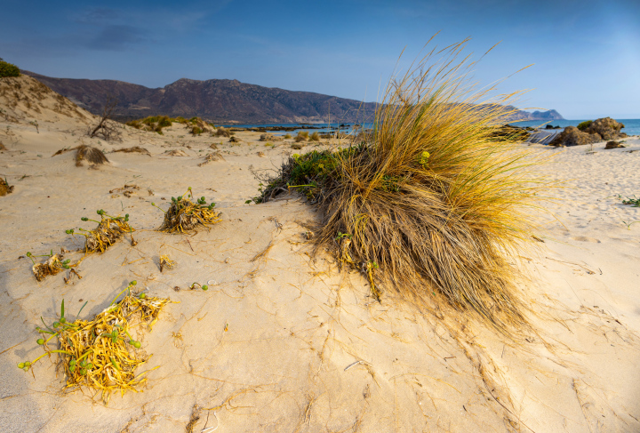 Ein Grasbüschel in den Dünen. Sandstrand.