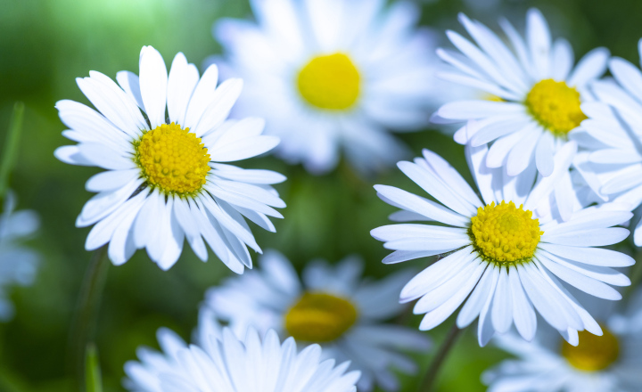 Gänseblümchen in der Morgensonne