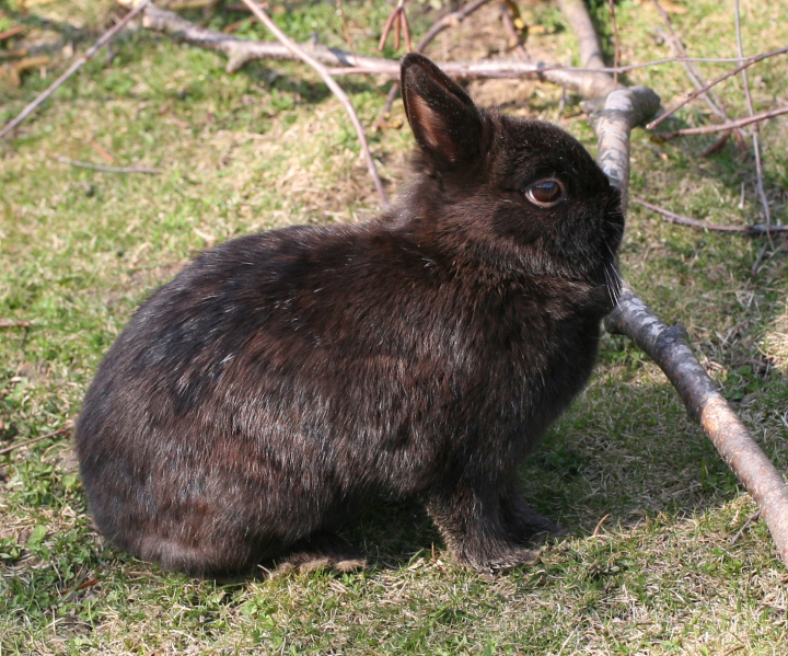 Schwarzer Hase