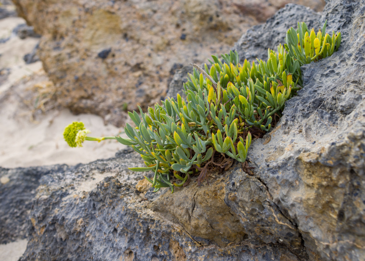 Vegetation auf den Felsen