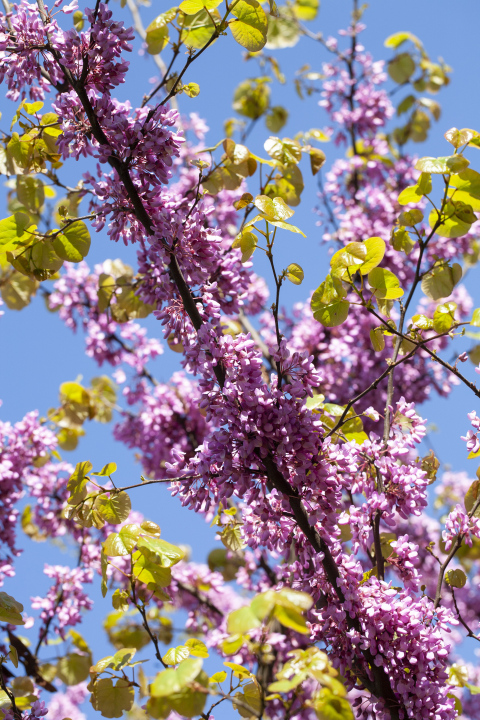 Judasowiec während der Blüte