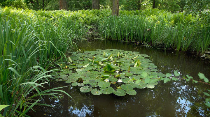 Ein Teich im Park